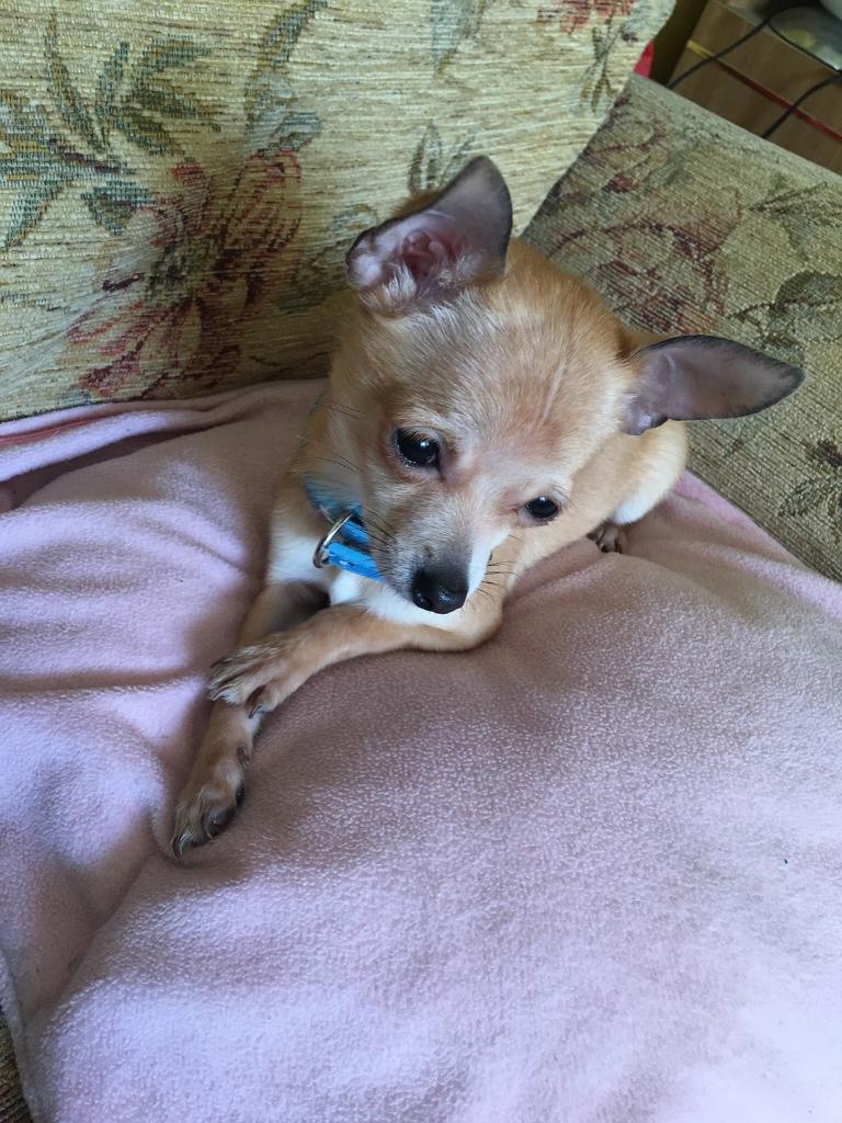 gumtree teacup chihuahua